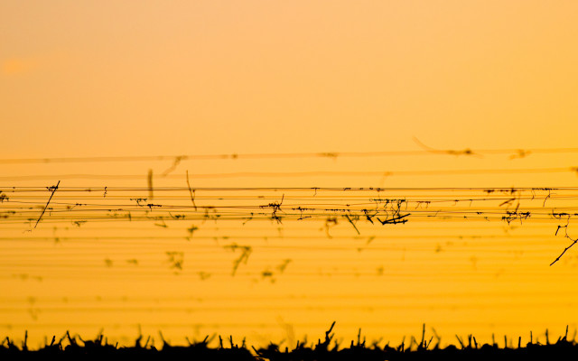 Bird sunset grass fence vines free wallpaper - medium preview image