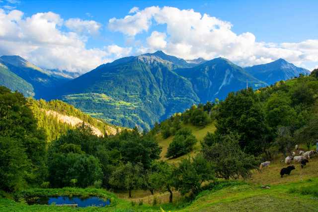 Mountain pond grazing animals landscape free wallpaper - medium preview image