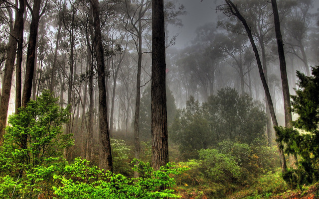 Foggy forest trees bushes autumn free wallpaper - medium preview image