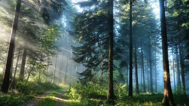 Forest path sunlight fog bench #2 free wallpaper - medium preview image