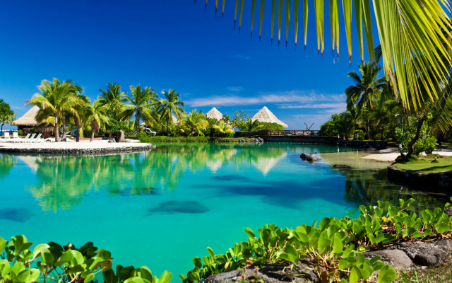 Pool palm trees beach blue free wallpaper - medium preview image