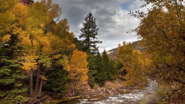 River forest fall leaves trees free wallpaper - medium preview image