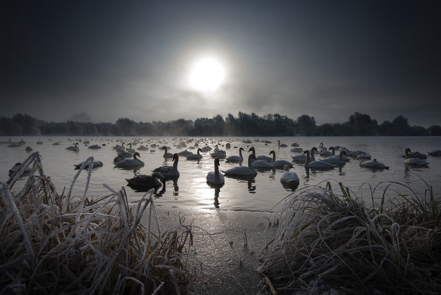 Birds lake forest sunset girls free wallpaper - medium preview image