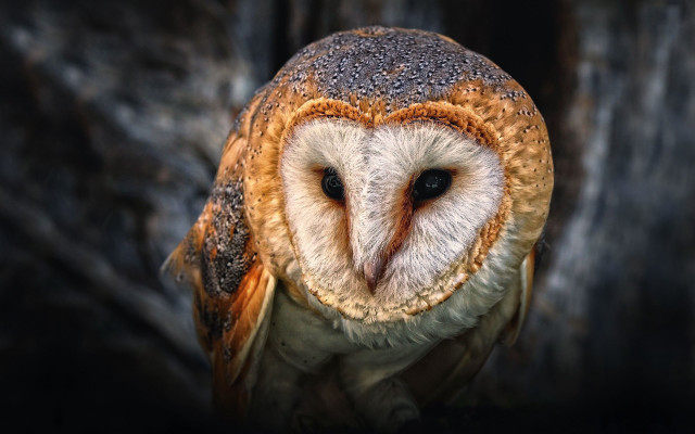 Barn owl brown face sitting free wallpaper - medium preview image