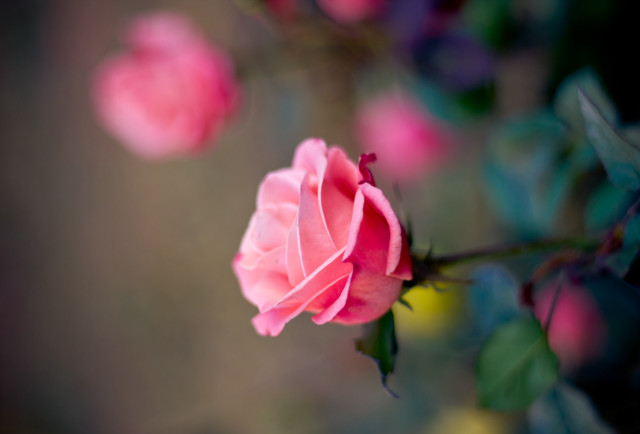 Pink rose garden macro blurry #3 free wallpaper - medium preview image