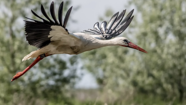 Large bird flying trees clouds #2 free wallpaper - medium preview image