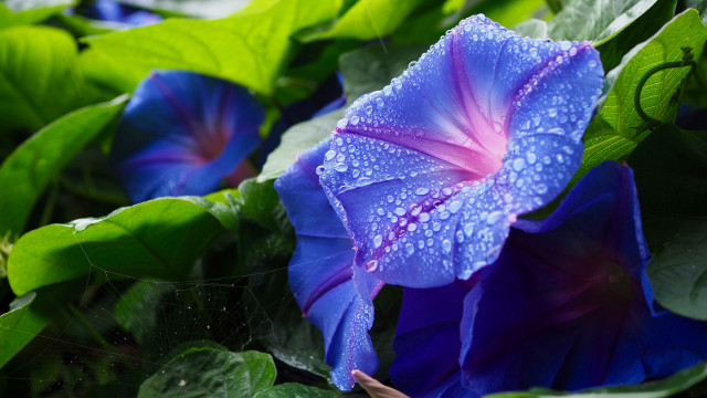Blue flower water droplets macro #8 free wallpaper - medium preview image
