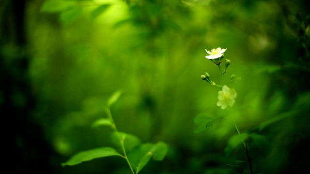 White flower green leaves bokeh #4 free wallpaper - medium preview image