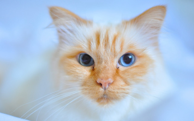 Blue eyed white cat felix free wallpaper - medium preview image