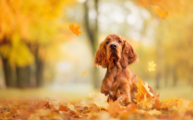 Dog leaves park autumn blurry free wallpaper - medium preview image