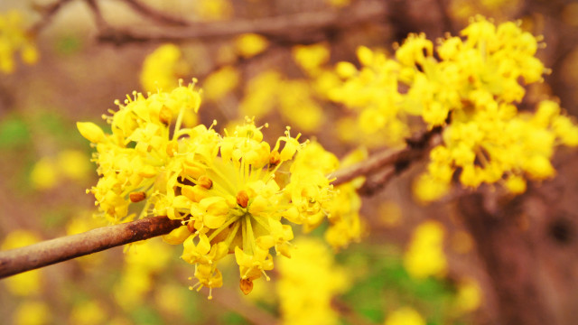 Yellow flower bokeh autumn fireworks free wallpaper - medium preview image