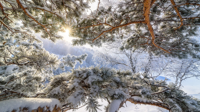 Snowy tree sky autumn branches free wallpaper - medium preview image