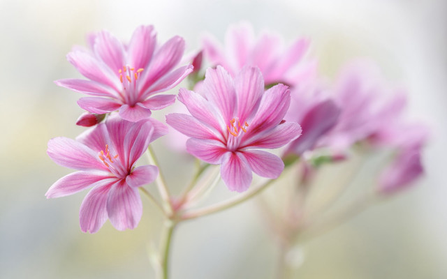 Pink flower blurry background macro #3 free wallpaper - medium preview image