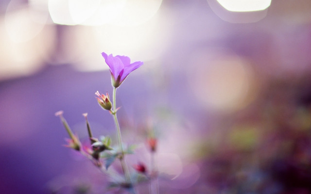 Purple flower bokeh sunset macro free wallpaper - medium preview image