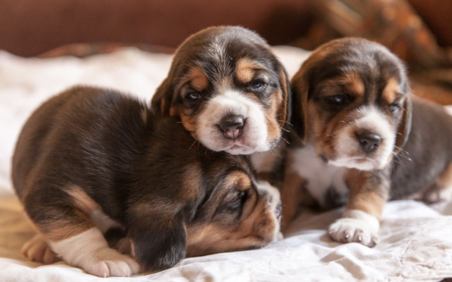 Puppies bed laying round eyes free wallpaper - medium preview image