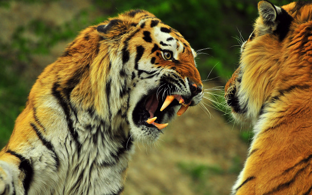 Tiger fight zoo enclosure growling free wallpaper - medium preview image