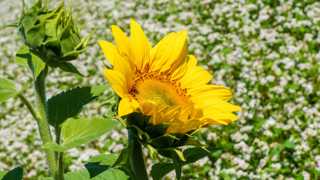 Sunflower whiteflowers greenfield bokeh summer free wallpaper - medium preview image