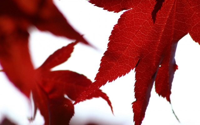 Red leaf closeup sky background free wallpaper - medium preview image