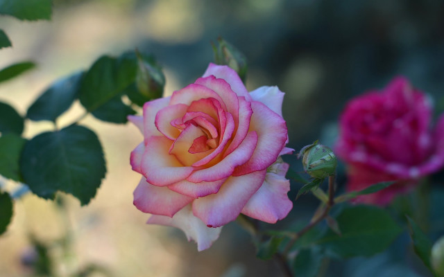 Pink rose garden bokeh macro #7 free wallpaper - medium preview image