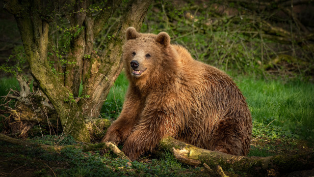 Brown bear in woods with #2 free wallpaper - medium preview image