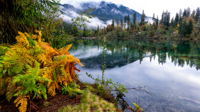 Lake forest yellow flowers mountain free wallpaper - medium preview image