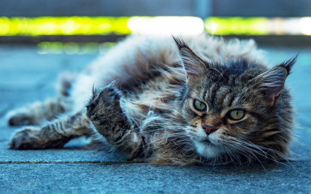 Cat open mouth sharp claws free wallpaper - medium preview image