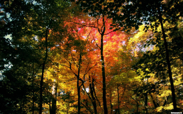 Autumn forest leaves falling stars free wallpaper - medium preview image