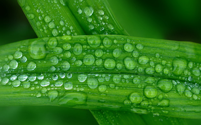 Green plant water drops macro #11 free wallpaper - medium preview image
