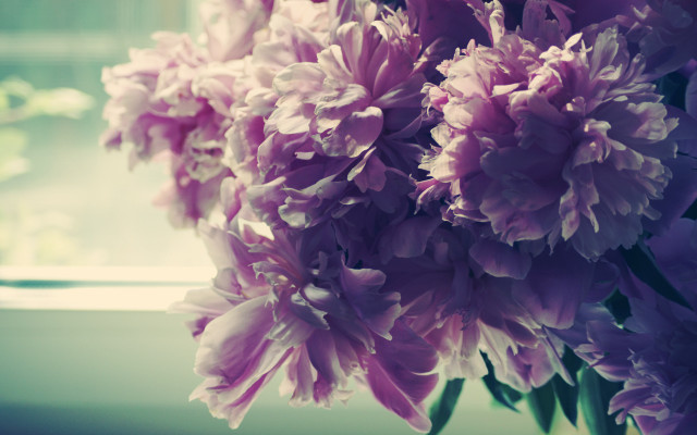 Bouquet flowers window sill green free wallpaper - medium preview image