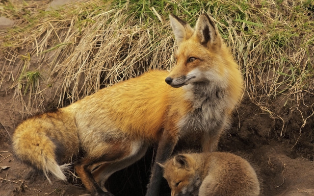 Fox cub dirt grass hole free wallpaper - medium preview image