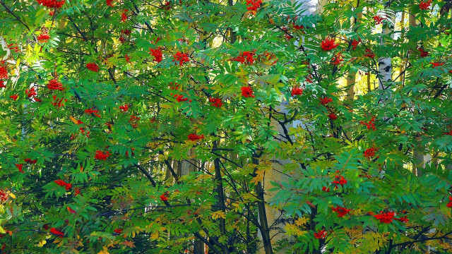 Tree berries leaves forest building free wallpaper - medium preview image