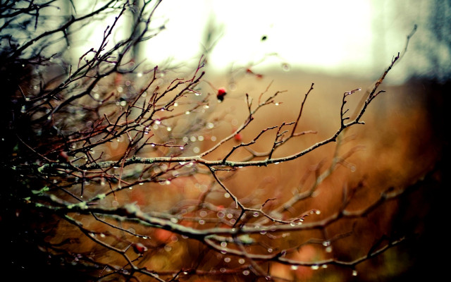 Tree branch water droplets forest free wallpaper - medium preview image