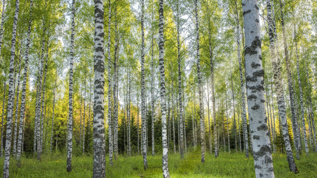 Forest grove trees green grass free wallpaper - medium preview image
