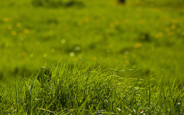 Bird grass flowers dew nature free wallpaper - medium preview image