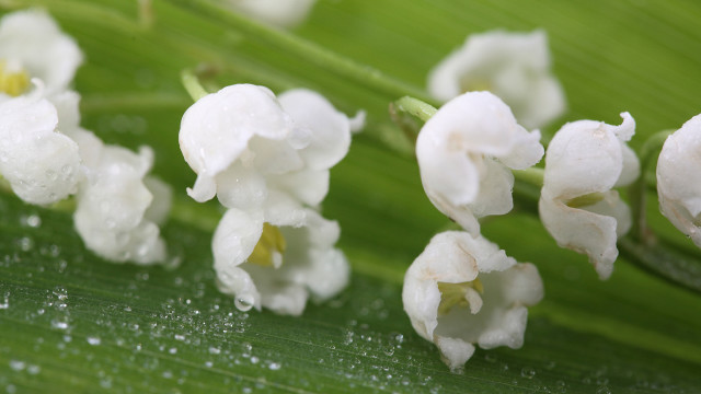 Flower water droplets green leaf #3 free wallpaper - medium preview image