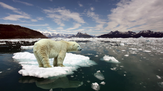 Polar bear ice floater mountains #2 free wallpaper - medium preview image