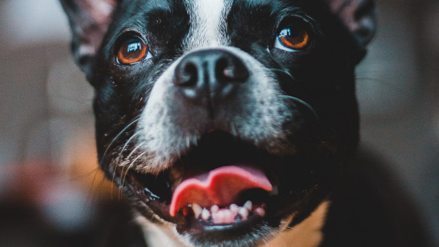 Dog open mouth tongue wide free wallpaper - medium preview image