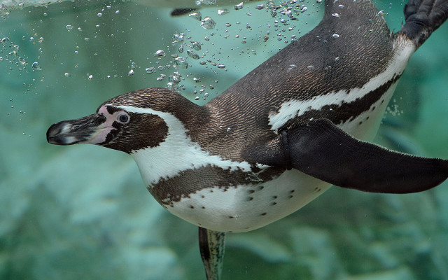 Penguin swimming bubbles green background #2 free wallpaper - medium preview image
