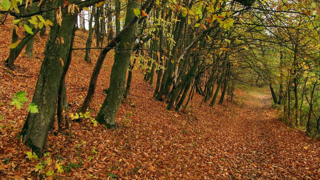 Autumn forest path leaves fence free wallpaper - medium preview image