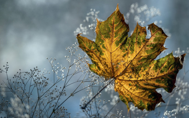 Leaf whiteflowers waterdroplets blue sky free wallpaper - medium preview image