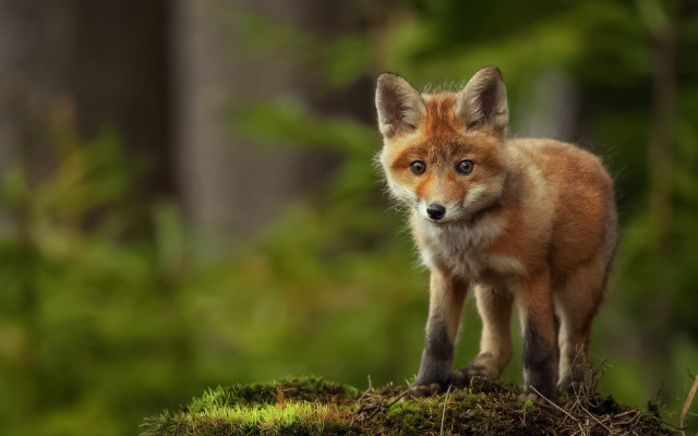 Small fox moss hill woods free wallpaper - medium preview image