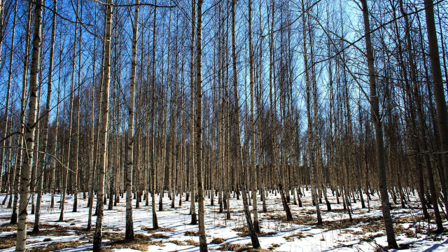 Snowy forest trees fence japanese free wallpaper - medium preview image