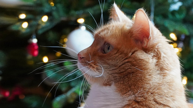 Christmas cat reindeer bokeh lights free wallpaper - medium preview image