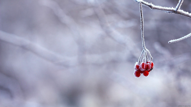 Red berries ice macro minimalist free wallpaper - medium preview image