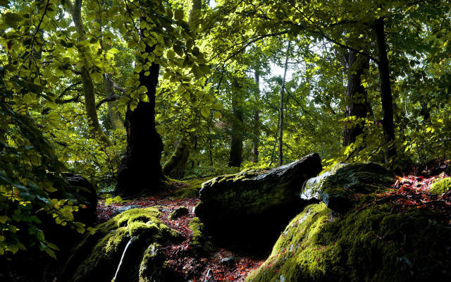 Mossy forest stream rocks trees free wallpaper for desktop - medium preview image
