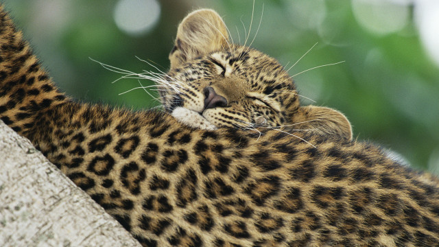 Cat laying on branch sleeping free wallpaper - medium preview image