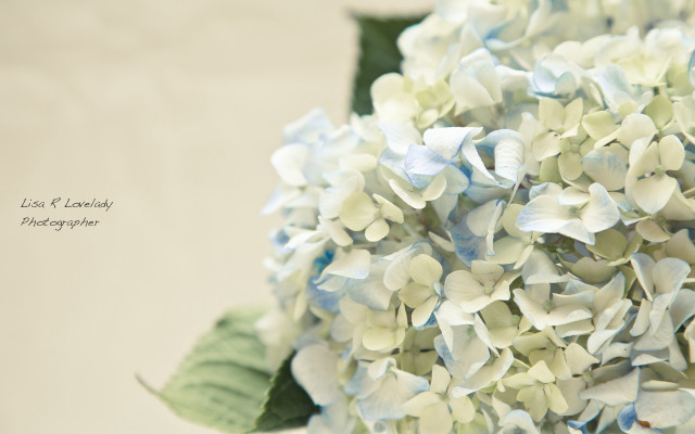 Blue white flower macro impressionism free wallpaper - medium preview image