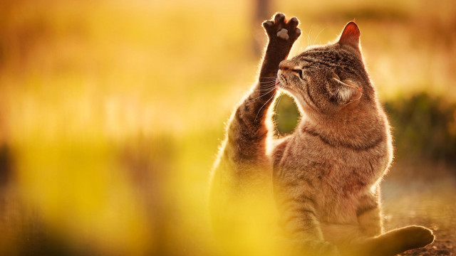 Cat reaching branch paw up free wallpaper - medium preview image