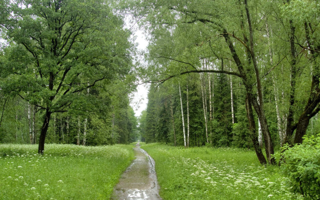 Wet road forest flower puddle free wallpaper - medium preview image