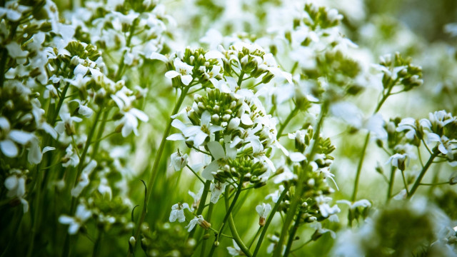 White flower field macro blurry free wallpaper - medium preview image